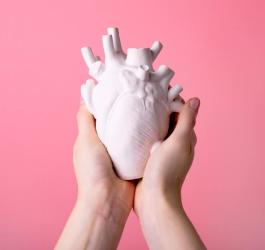 Osoba trzyma w dłoniach model ludzkiego serca.