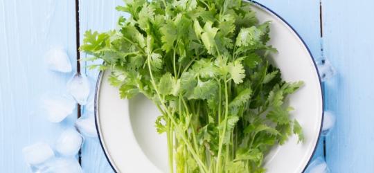 Kolendra – właściwości i zastosowanie