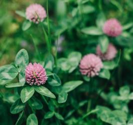 Kwitnąca koniczyna łąkowa.