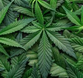 Liście konopi siewnych.