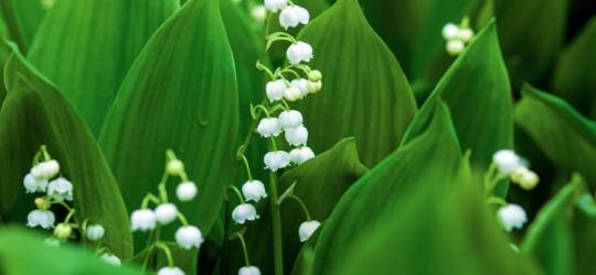 Kwitnąca konwalia majowa.