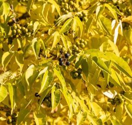 Liście i owoce korkowca amurskiego.