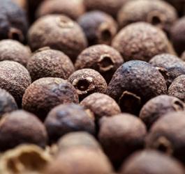 Owoce korzennika lekarskiego.