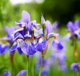 Kwitnące kwiaty kosaćca niemieckiego.