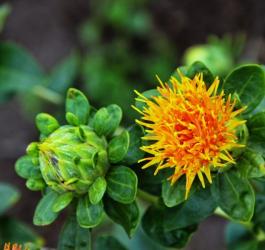 Świeży kwiat krokosza barwierskiego.