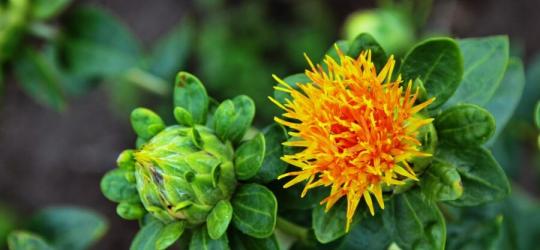 Świeży kwiat krokosza barwierskiego.