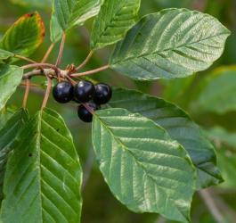 Liście i owoce kruszyny pospolitej.