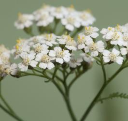 Krwawnik pospolity - właściwości