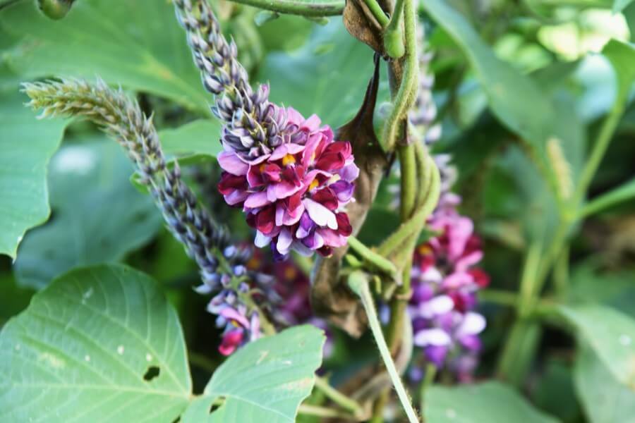 Kwiaty kudzu.