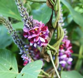 Kwiaty kudzu.