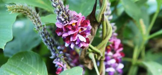 Kwiaty kudzu.