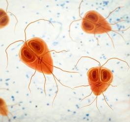 Zbliżenie na trofozoity lambli.