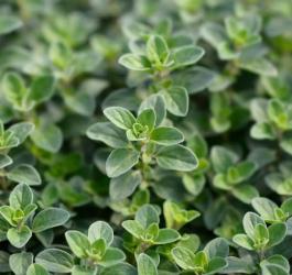 Rosnąca lebiodka majeranek.