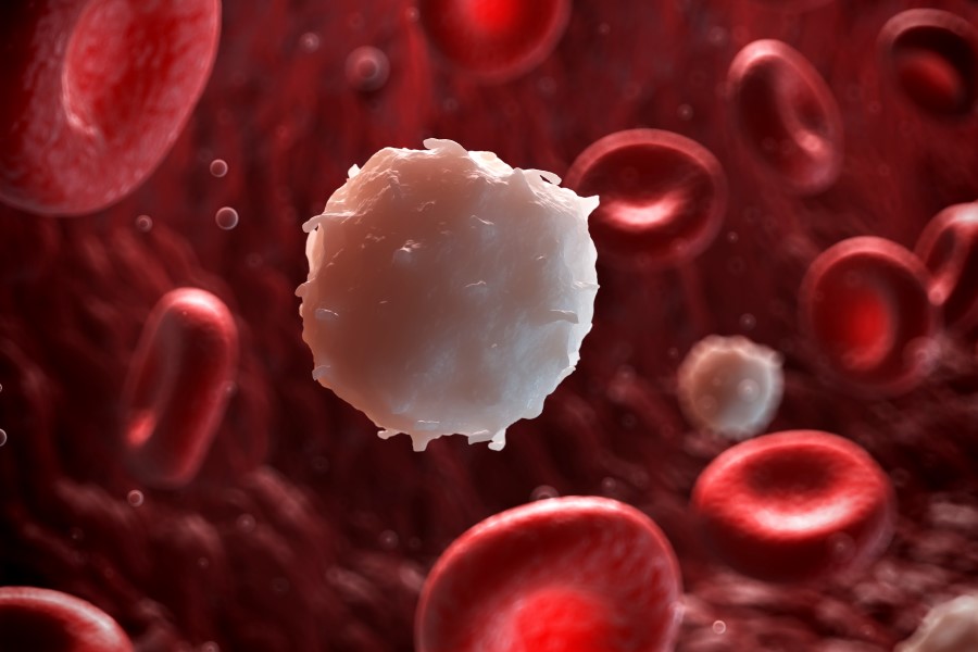 Biała krwinka (limfocyt) wśród czerwonych krwinek.