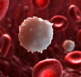 Biała krwinka (limfocyt) wśród czerwonych krwinek.