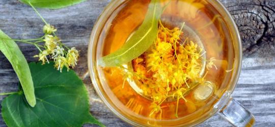 Lipa – właściwości lecznicze kwiatu lipy