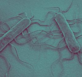 Bakteria Listeria monocytogenes, wywołująca listeriozę.