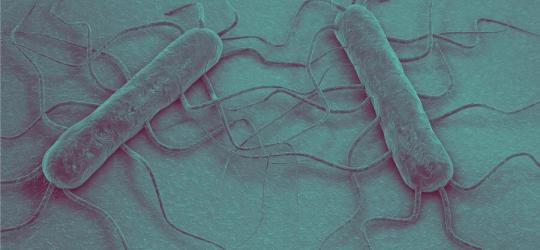 Bakteria Listeria monocytogenes, wywołująca listeriozę.
