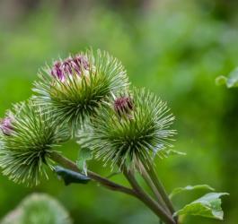 Charakterystyczne kwiaty łopianu większego, zwane potocznie rzepami.