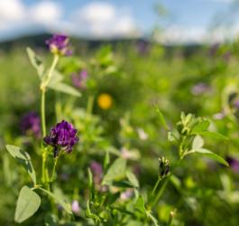 Kwitnąca lucerna siewna.