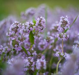 Kwitnąca macierzanka piaskowa.
