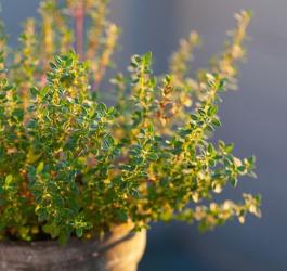 Macierzanka rosnąca w doniczce.