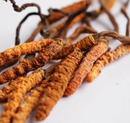 Suszony maczużnik chiński.