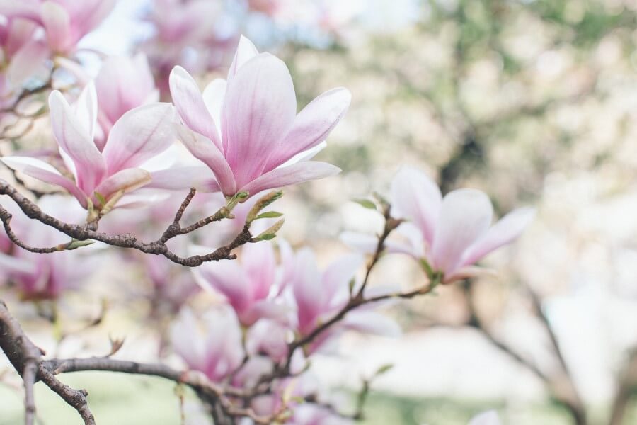 Kwitnąca wiosną magnolia lekarska.