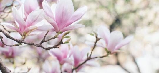 Kwitnąca wiosną magnolia lekarska.