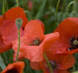 Kwitnący mak lekarski.