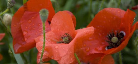 Kwitnący mak lekarski.