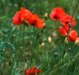 Kwitnący mak polny.