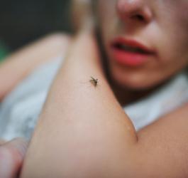 Malaria - co ją wywołuje?