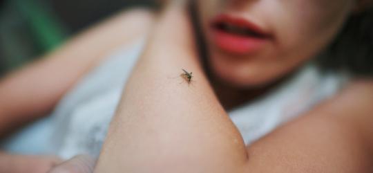 Malaria - co ją wywołuje?