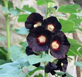 Kwitnąca malwa czarna.