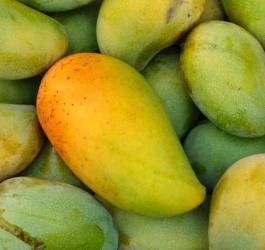 Owoc afrykańskiego mango.