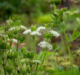 Kwitnący marchewnik anyżowy.