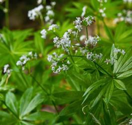 Kwitnąca marzanka wonna.