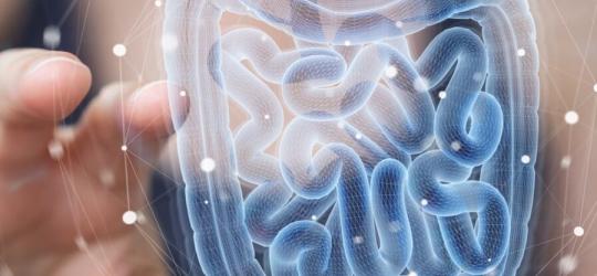 Model 3D ludzkich jelit.