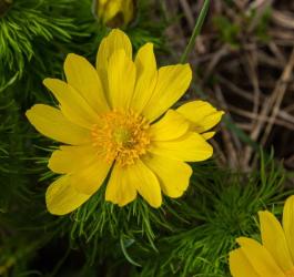 Kwitnący miłek wiosenny.