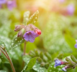 Kwiaty i listki miodunki plamistej.