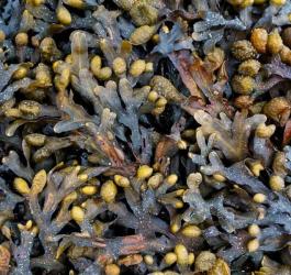 Plecha morszczynu pęcherzykowatego.