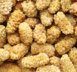 Suszone owoce morwy białej.