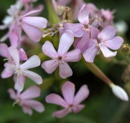 Zbliżenie na kwiaty mydlnicy lekarskiej.