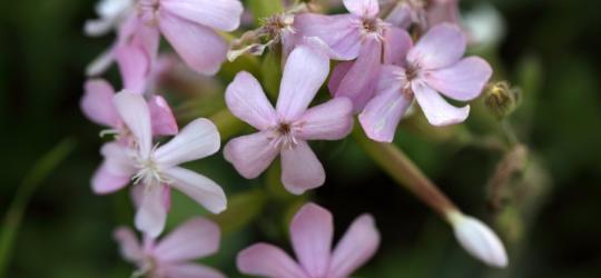Zbliżenie na kwiaty mydlnicy lekarskiej.
