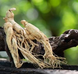 Świeży korzeń ashwagandhy.