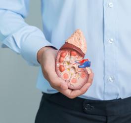 Mężczyzna trzyma w dłoni model nerki z widocznym nadnerczem.