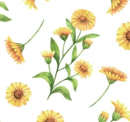 Rysunek kwiatów nagietka lekarskiego.