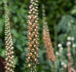 Kwiaty naparstnicy wełnistej.