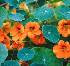 Kwitnące kwiaty nasturcji oraz jej intensywnie zielone liście.